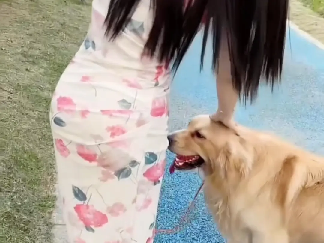 《抖音香香公主与爱犬金毛》科普视频完整版在线免费观看-抖音香香公主与爱犬直播回放网盘资源免费领取